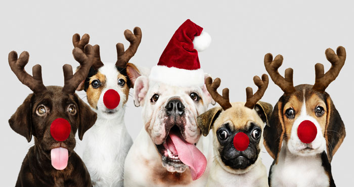 Best Pet Cameras