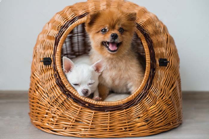 Best Dog House In 2019