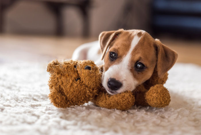 Best Pet Cameras
