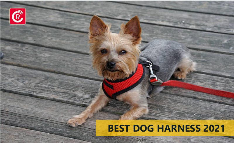 Best Dog Harness 2021