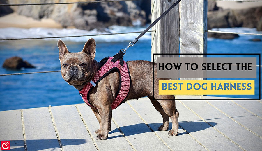 How to Select the Best Dog Harness