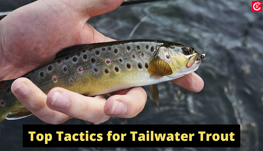 Top Tactics for Tailwater Trout