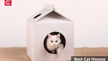 Best Cat House