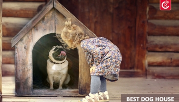 Best Dog House
