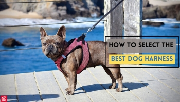 How to Select the Best Dog Harness