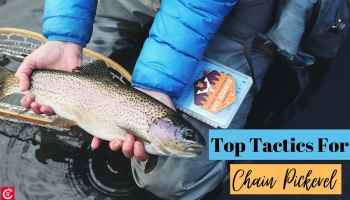 Top Tactics For Chain Pickerel