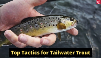 Top Tactics for Tailwater Trout
