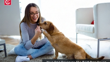 Why Your Dog Deserves The Best Dog House?